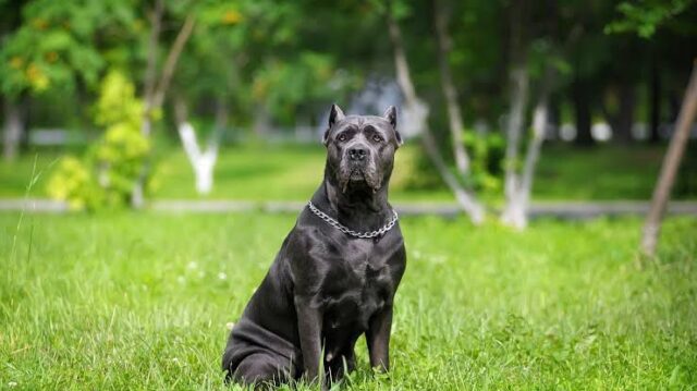 cane