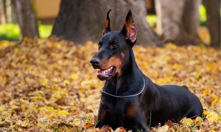doberman